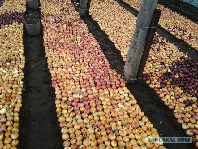 Любителям зелени