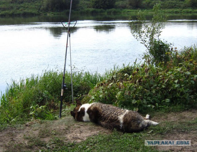 Собакочетверг 14.08.2014