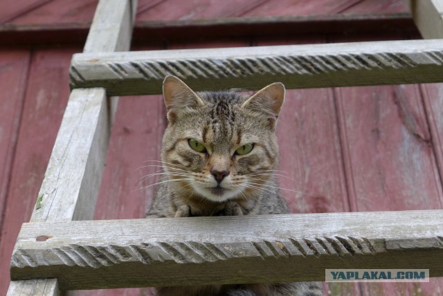 Котовторник 09.09.2014