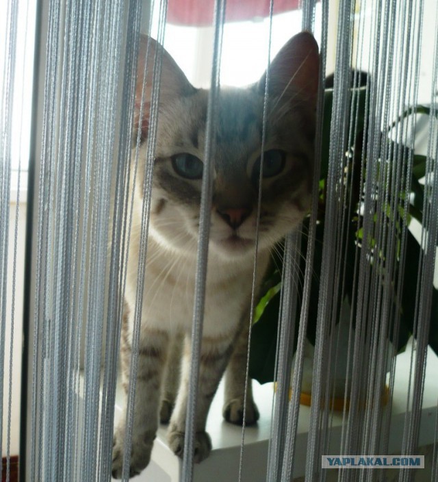 Котовторник 21.10.2014