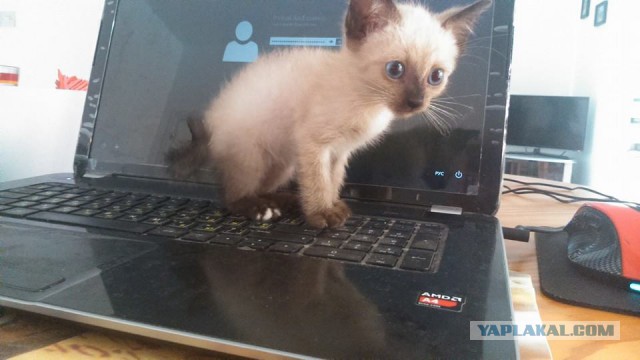 Котовторник 04.11.2014
