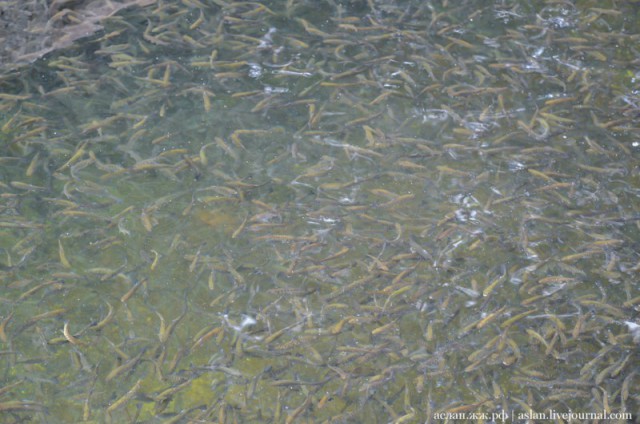 Как выращивают форель в Адлере