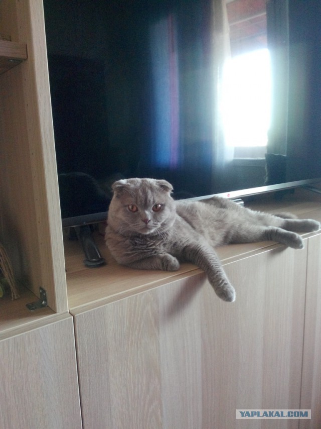Котовторник 24.03.2015