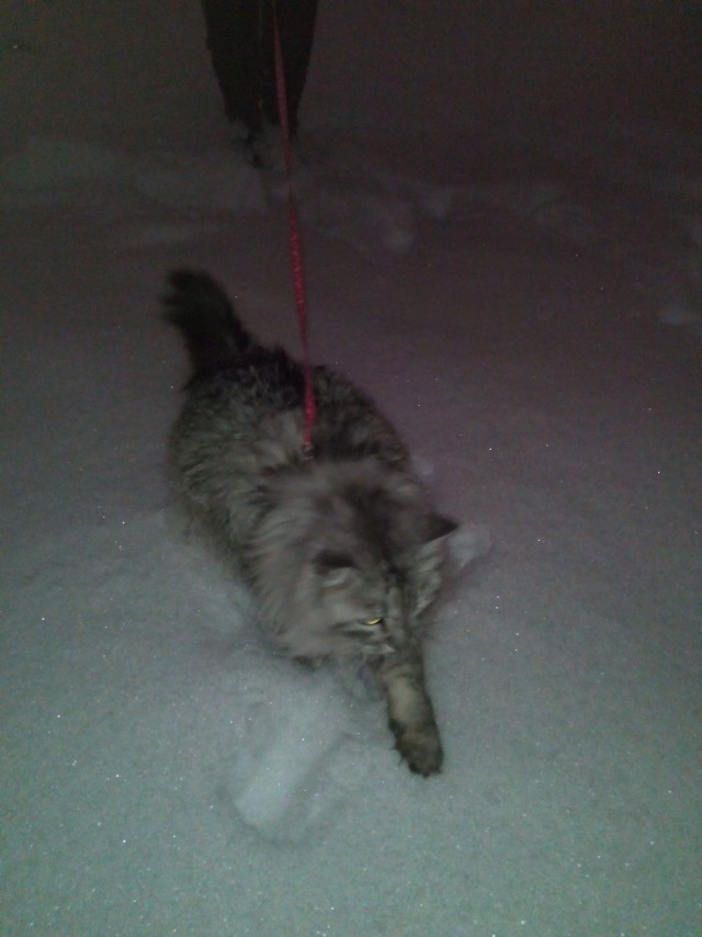Котовторник 31.03.2015