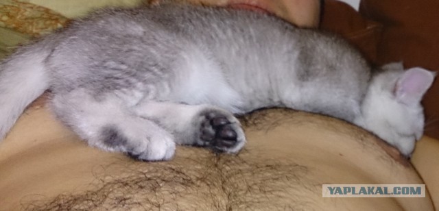 Кот по имени Бобо