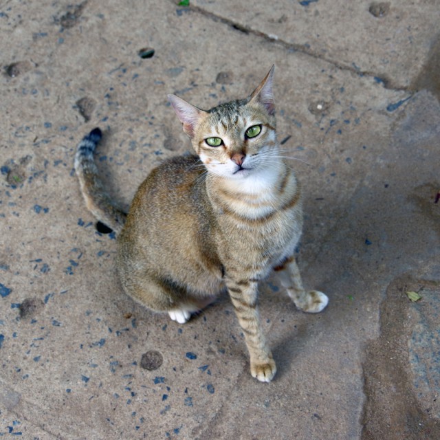 Котовторник 5.05.2015.