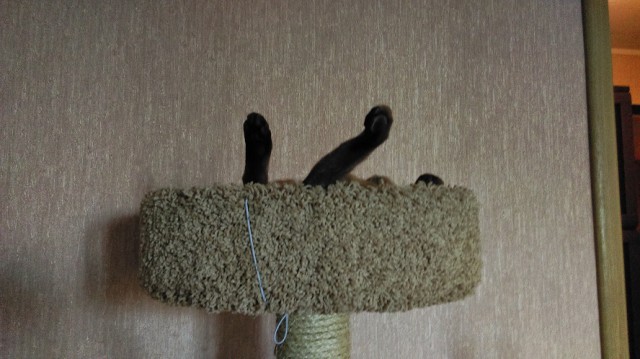 Котовторник 16.06.2015., Котовторник наступил!