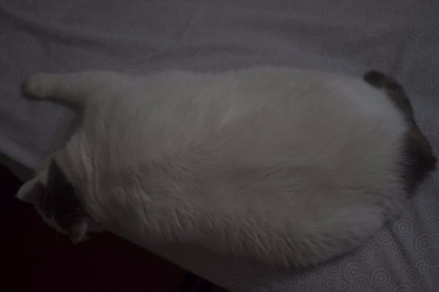 Котовторник 16.06.2015., Котовторник наступил!