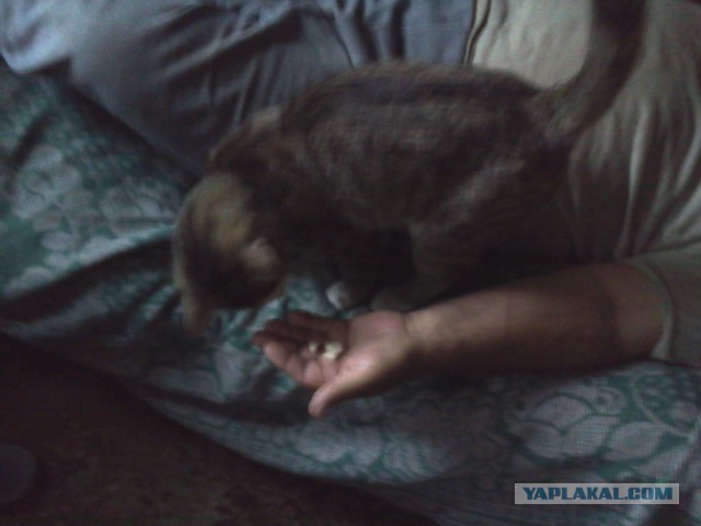 Котовторник 16.06.2015., Котовторник наступил!