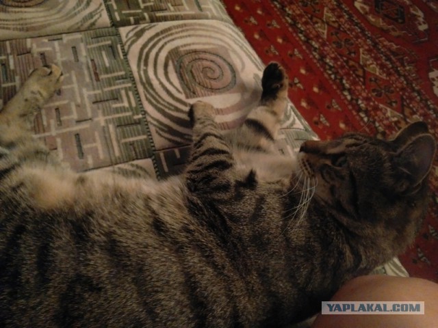Котовторник 7.07.2015