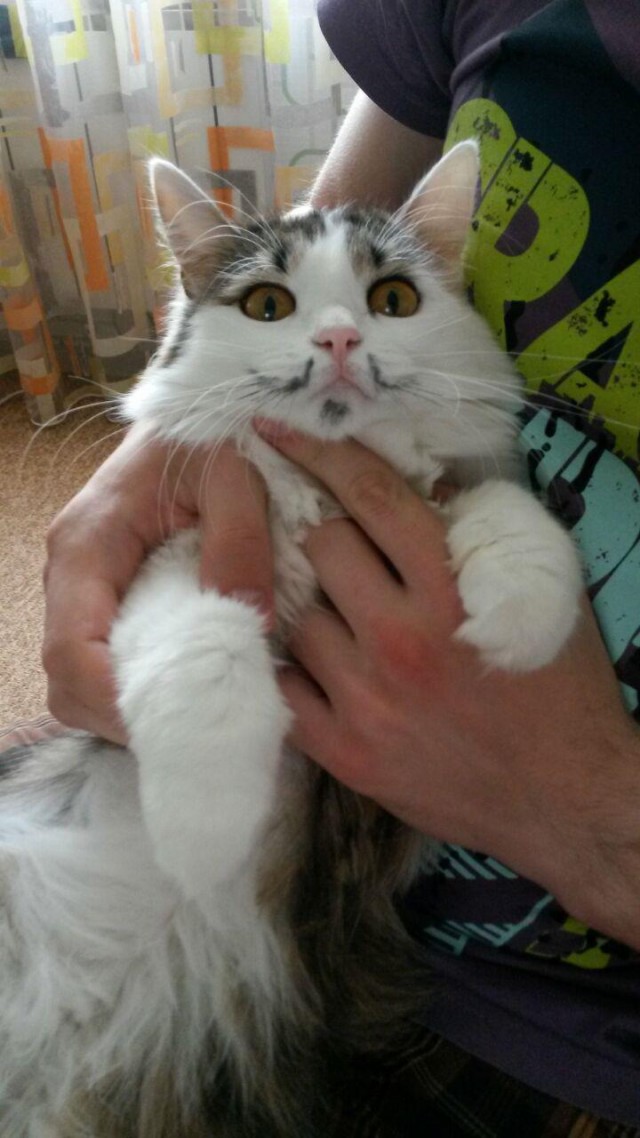Кошка SOSка