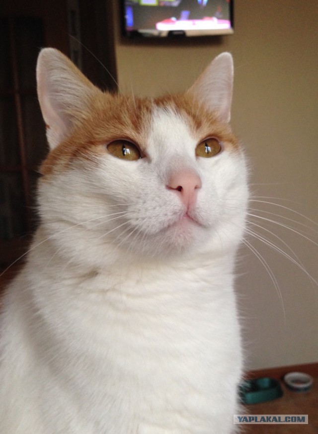 Котовторник наступил!:)