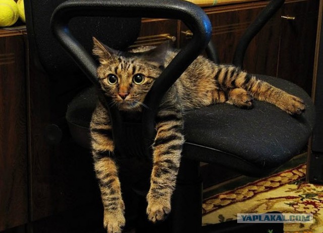 Такое могло произойти только в Питере