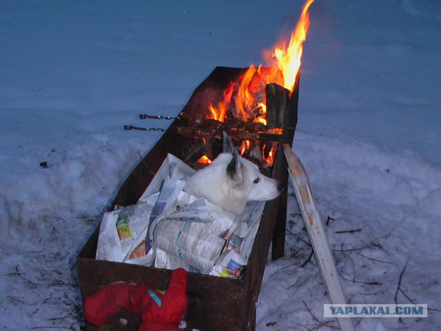 Настоящая немецкая овчарка с самого рождения