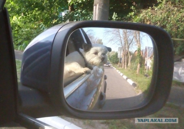 А на какой стороне конфликта будешь ты ЯПовец