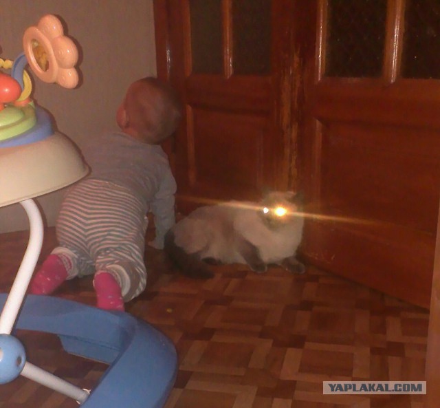Котовторник 26.01.2016