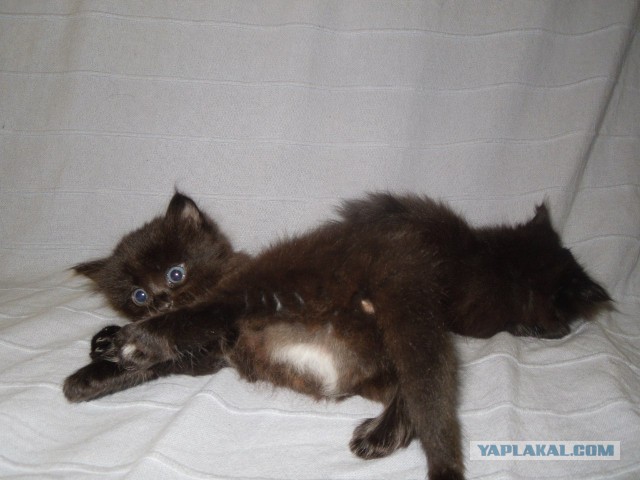 Котовторник 16.02.16