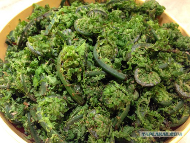 Кальмар+папоротник=вкусно