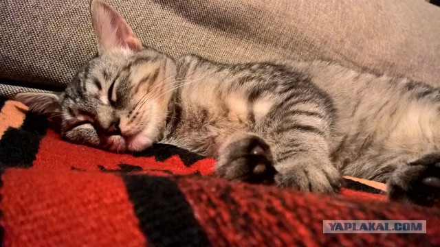Котовторник 06.09.2016