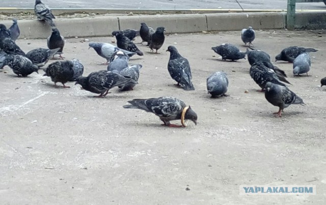 Голубь в шляпе расхаживает по улице в Уфе