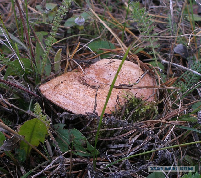 Вятские рыжики