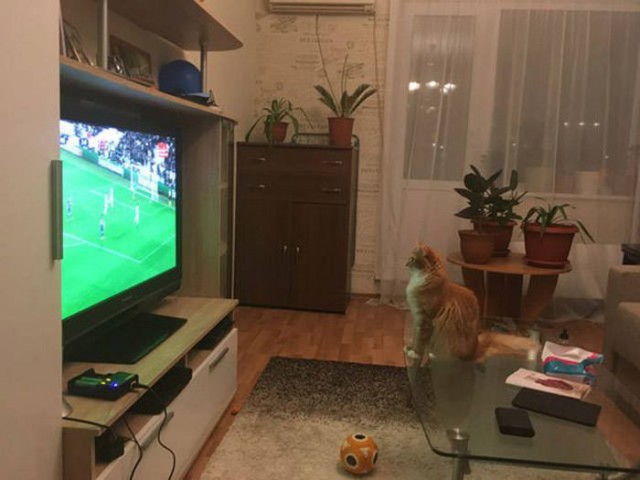 Коты и Кошки