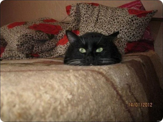 Коты и Кошки