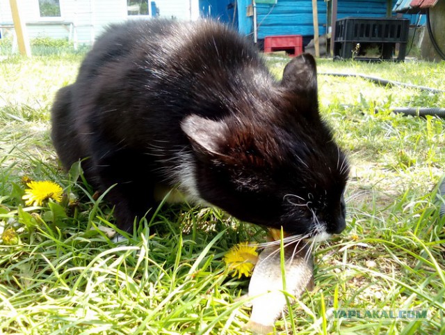 Котовторник
