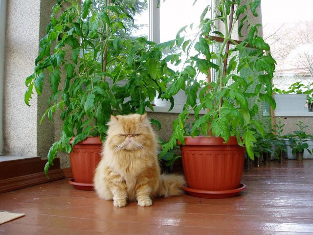 Коты. Отнюдь не ми-ми-ми.