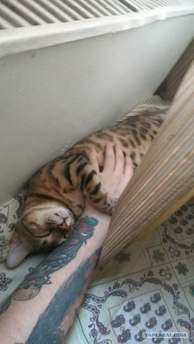 Котовторник 28.11.2017