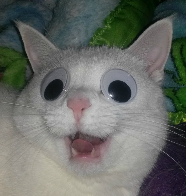 Фотобомбы котов