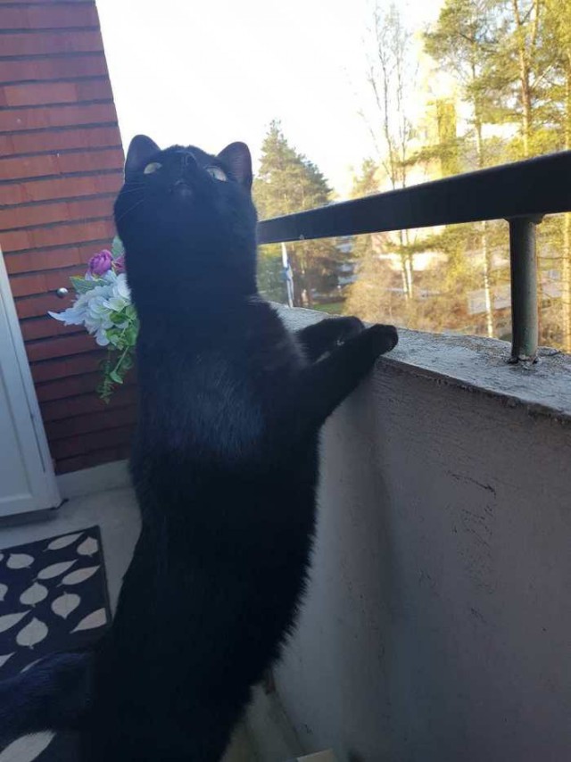 Прикольных котов пост