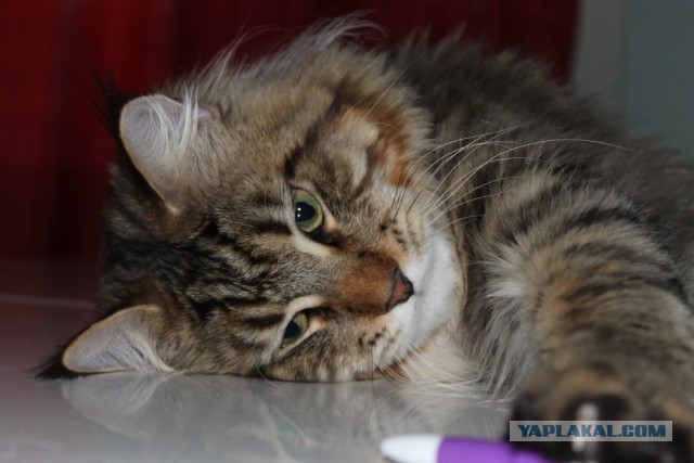 Котовторник 26.06.2018