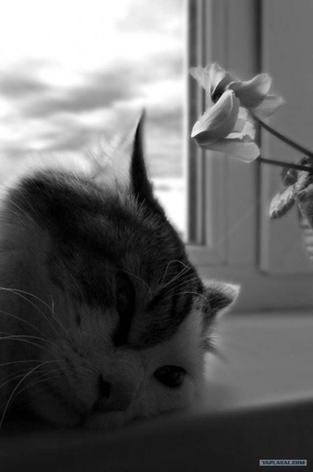 Котовторник (13.01)