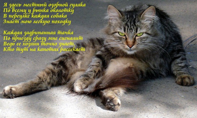 Котовторник  31.07.2018