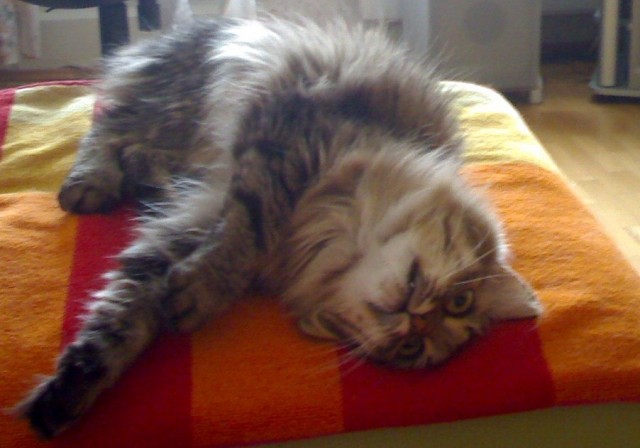Котовторник на 22 июня