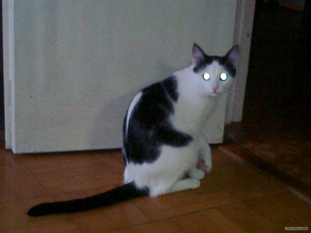 It's Catursday Fever! (Котовторник)