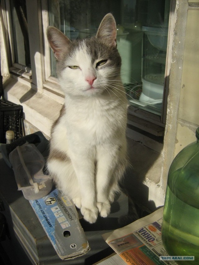 Котовторник уже сегодня!