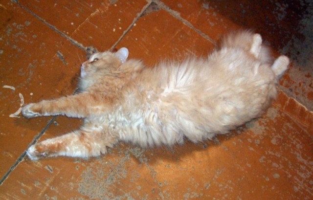Котовторник!