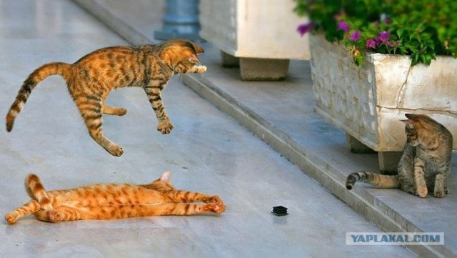 Котовторник объявляется открытым!