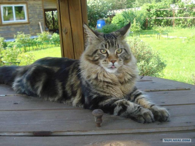 Котовторник (31.01.2012)