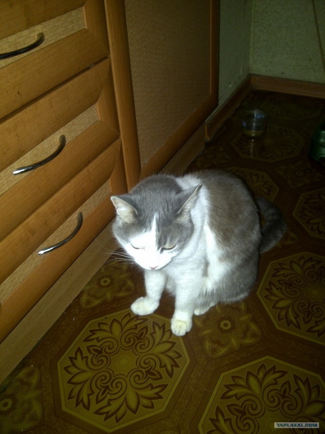 Котовторник 17.04.2012