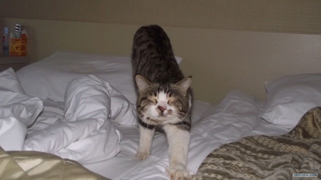 Котовторник 1 мая 2012