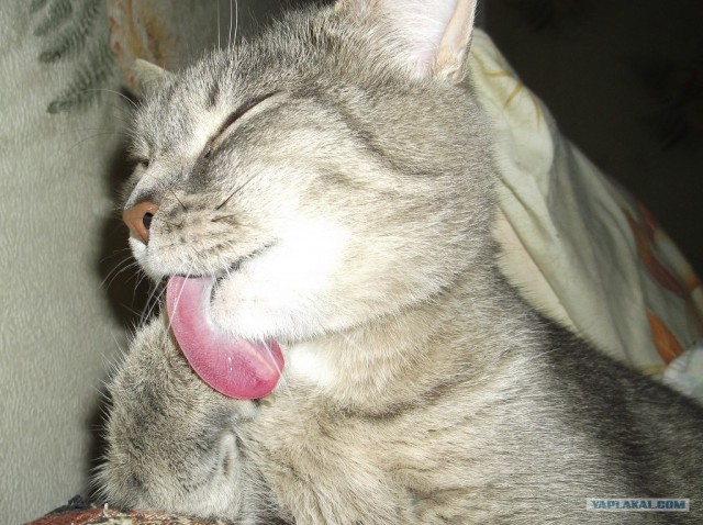 Котовторник  12. 06. 2012