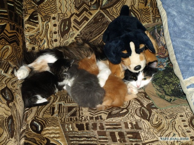 Котовторник 10. 07. 2012