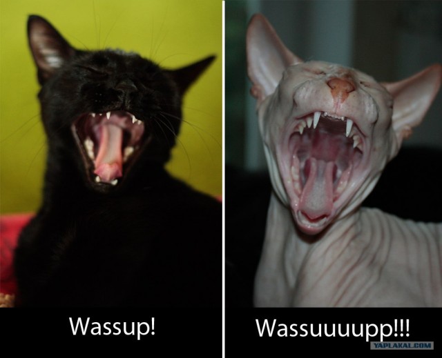 Котовторник 11.09.2012