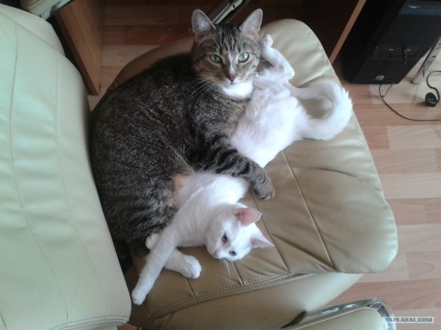 Котовторник  16.10.12