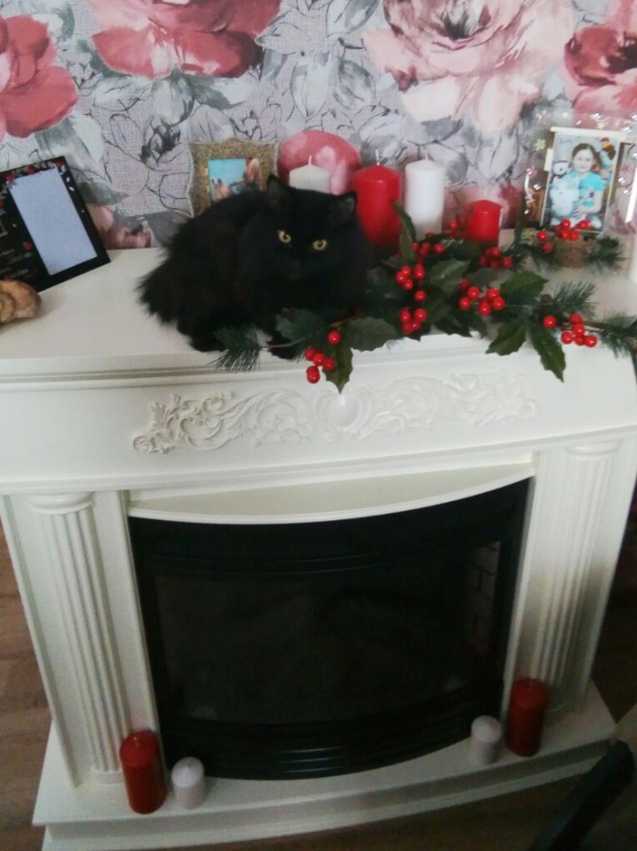Котовторник ! (12.03.19)