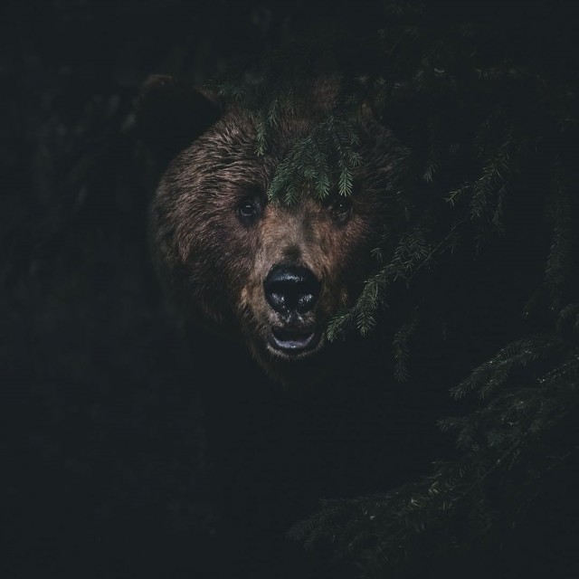 Живность из сети