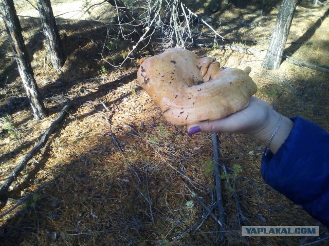 Грибной пост